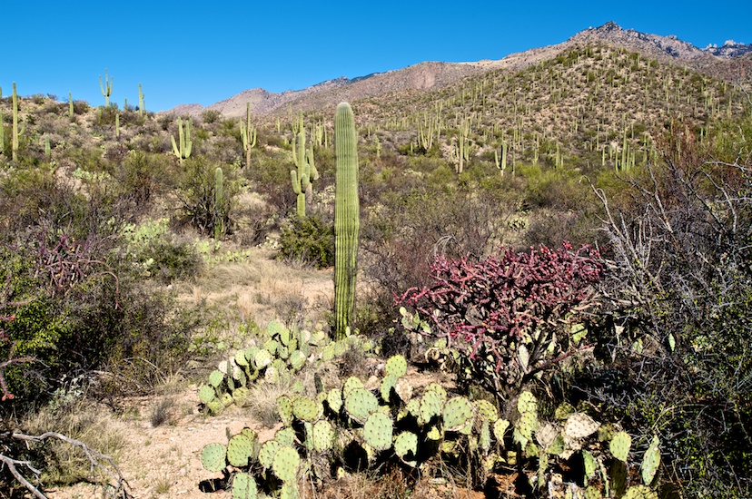 Tucson_03